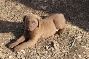 Chesapeake Puppy