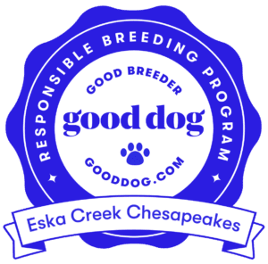 Good Dog Good Breeder-Eska Creek Chesapeakes