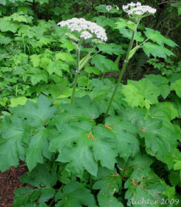 Cow Parsnip