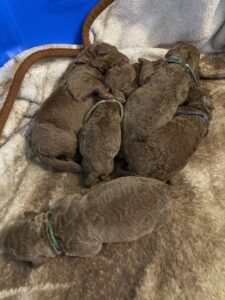 Puppy Pile, Chesapeake Bay Retriever