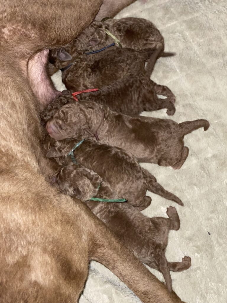 Chesapeake bay retriever puppies