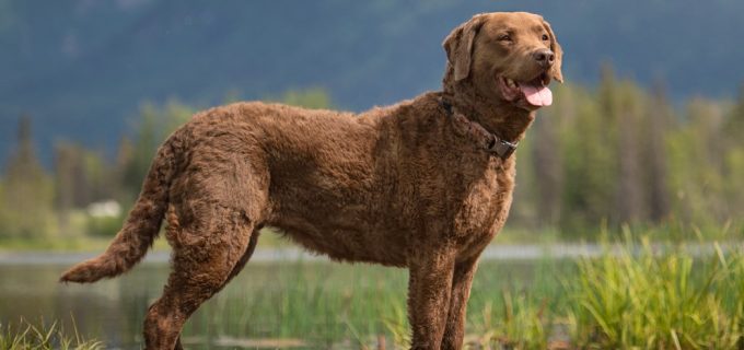 Lacy-GCHS CH Spinnaker’s Eska Creek IceMaiden RA CGC